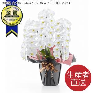 ファレノ ブルージーン らん鉢 5本立 6号 ファレノプシス 青い胡蝶蘭