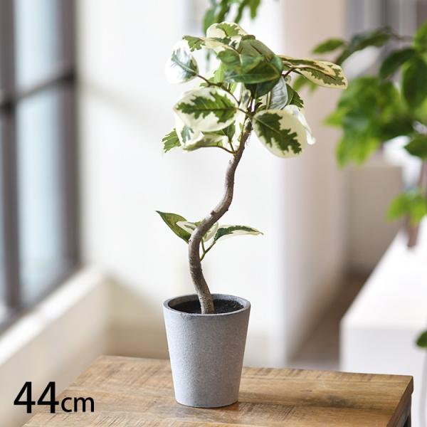 フェイクグリーン おしゃれ 鉢 フィカスアルテシマ ペット フェイクグリーン フィカスアルテシマ ポ...