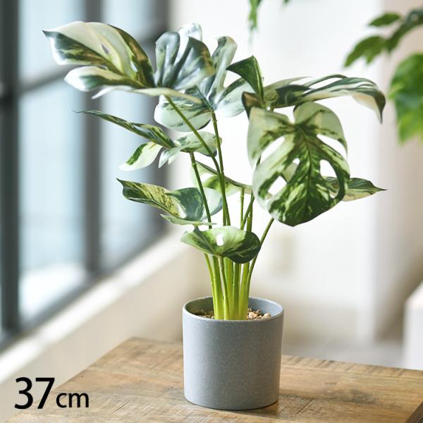 フェイクグリーン おしゃれ 鉢 モンステラ ペット フェイクグリーン モンステラ バリエガータ ポッ...