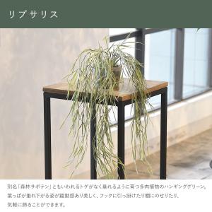 フェイクグリーン 鉢付き おしゃれ リプサリス...の詳細画像3