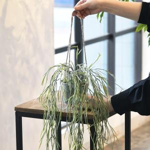 フェイクグリーン 鉢付き おしゃれ リプサリス...の詳細画像5