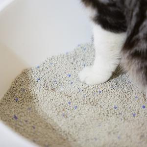 猫砂 ベントナイト ネコグッズ 猫グッズ 猫 猫用 トイレ pidan ピダン Bentonite Cat Litter 猫砂｜girlyapartment