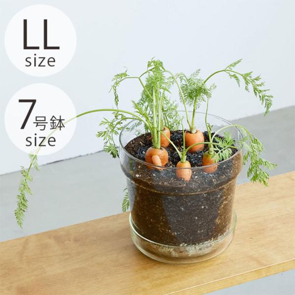 ポット 植木鉢 ガラス 7号鉢 おしゃれ shesay シセイ リューズガラス プレート付き フラワ...