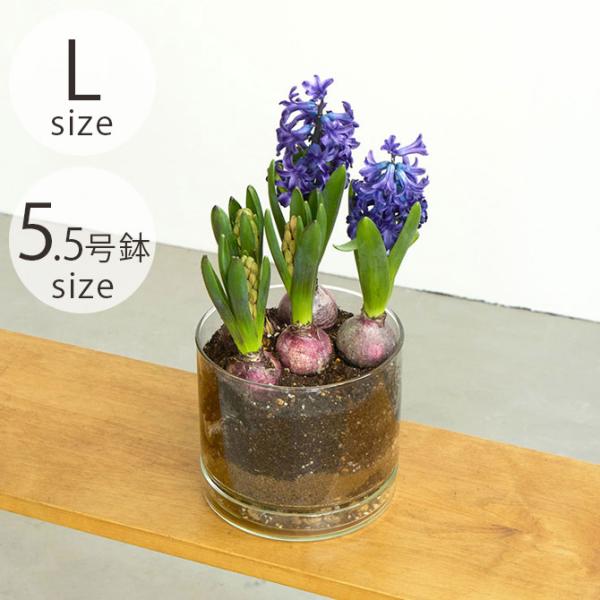 ポット 植木鉢 ガラス 5.5号鉢 おしゃれ shesay シセイ リューズガラス プレート付き フ...
