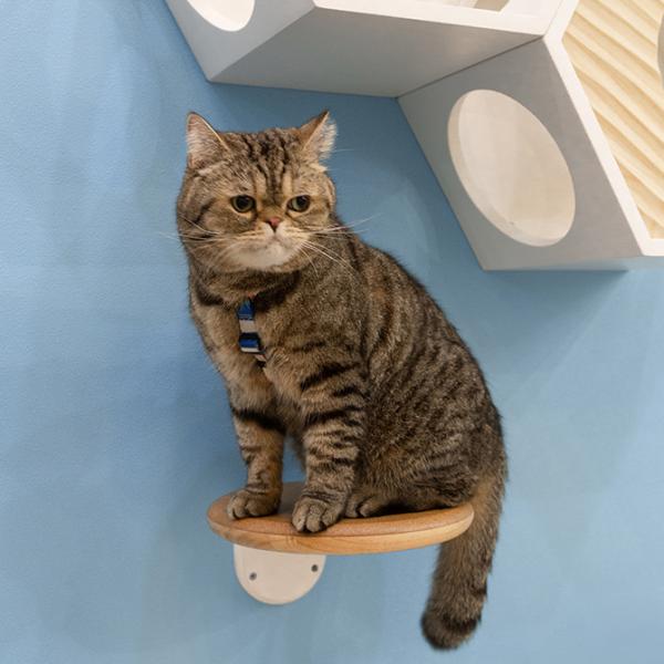 キャットステップ 猫 ステップ 壁 上下運動 MYZOO マイズー キャットステップ CORK-R ...