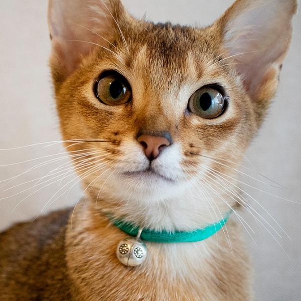 猫 首輪 鈴 おしゃれ かわいい 猫 首輪 necono ネコノ 猫の首輪 Luce Bell La...