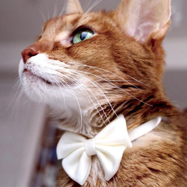 猫 首輪 necono ネコノ 猫の首輪 Luce Ribbon Pastel ルーチェ リボン パ...