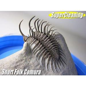 古生代デボン紀/モロッコ産/三葉虫/ショートフォーク・コムラ/3D化石