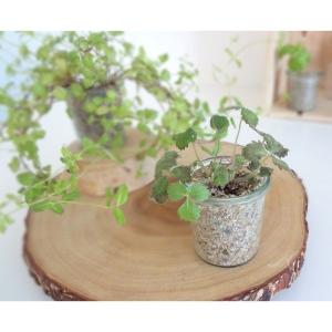 Petit Pan（プチパン） インテリア 「Petit Pan」プチパン