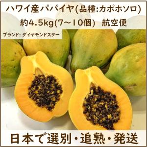 パパイヤ(ハワイ産 カポホソロ種)  7〜10個入り｜globalfruit