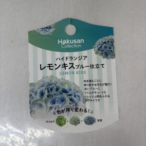 ●アジサイ● レモンキス ブルー あじさい 紫...の詳細画像3