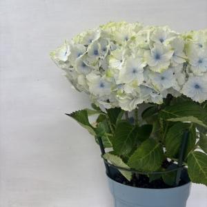 ●アジサイ● レモンキス ブルー あじさい 紫...の詳細画像2
