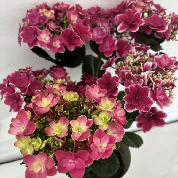 ●アジサイ●【花終わり】　凜　あじさい　紫陽花　5号鉢　鉢植えアジサイ