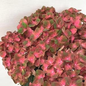 アジサイ 紫陽花 大栄花園 カサノバ 再入荷なし限定 ピンク 1 Www Bedanceacademy Fr