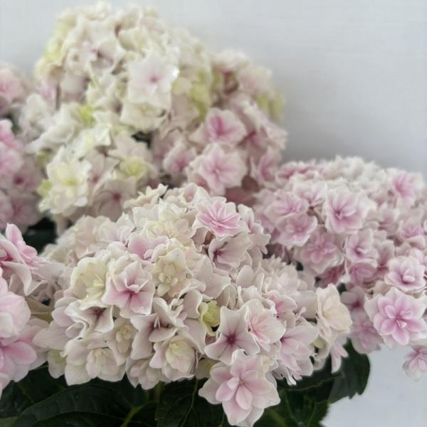 ●アジサイ●【花終わり】　プリンセスシャーロット　あじさい　紫陽花　5号鉢　鉢植えアジサイ