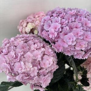 大栄花園 アジサイ 鉢花 の商品一覧 生花 花 ガーデニング 通販 Yahoo ショッピング