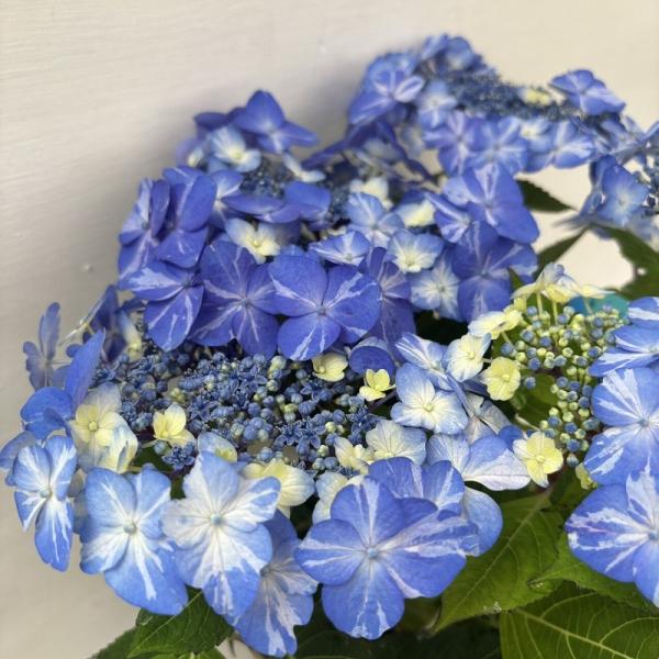 ●アジサイ●【花終わり】　サニーデイズ　あじさい　紫陽花　5号鉢　鉢植えアジサイ