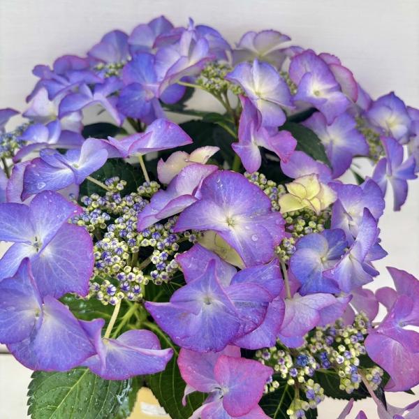 ●アジサイ●【花終わり】　ティファニー　あじさい　紫陽花　5号鉢　鉢植えアジサイ