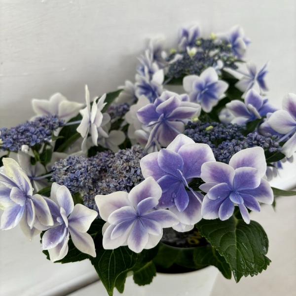 ●アジサイ●　コンペイトウ　あじさい　紫陽花　5号鉢　鉢植えアジサイ