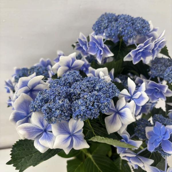 ●アジサイ●【花終わり】　コンペイトウ　あじさい　紫陽花　5号鉢　鉢植えアジサイ