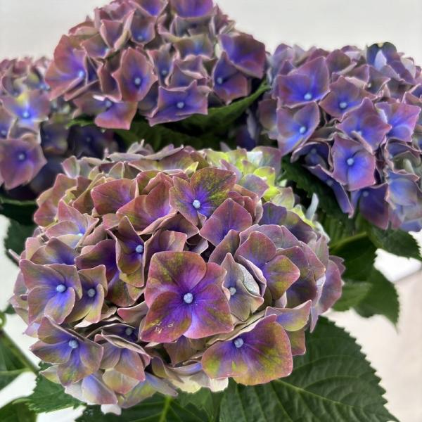 ●アジサイ●【花終わり】 マジカルクリムゾン　あじさい　紫陽花　5号鉢　鉢植えアジサイ