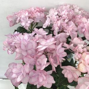 大栄花園 アジサイ 鉢花 の商品一覧 生花 花 ガーデニング 通販 Yahoo ショッピング