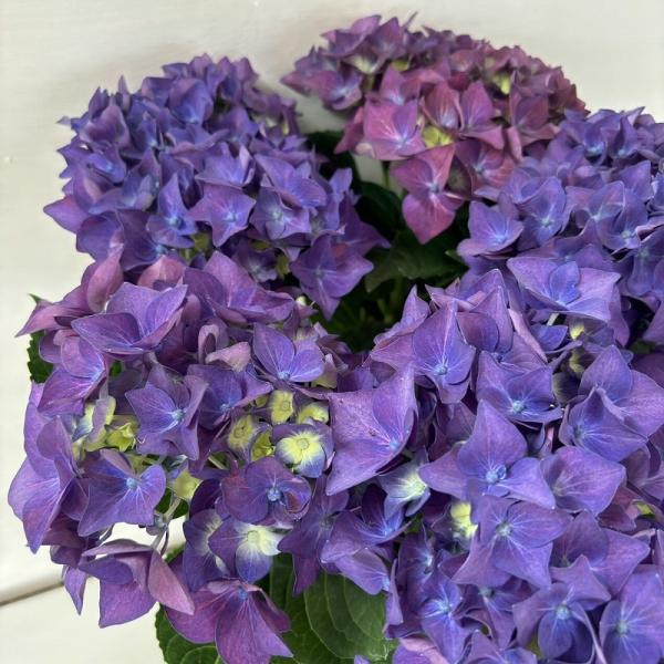 ●アジサイ●【花終わり】　ディープパープル　あじさい　紫陽花　5号鉢　鉢植えアジサイ