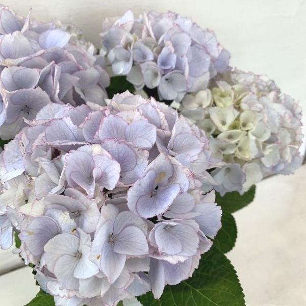 ●アジサイ●【花終わり】　トワイライトドリーム　あじさい　紫陽花　5号鉢　鉢植えアジサイ