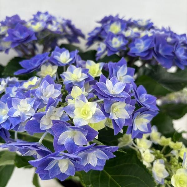 ●アジサイ●【花終わり】　フェザー　あじさい　紫陽花　5号鉢　鉢植えアジサイ