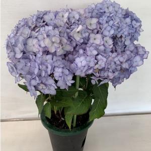 大栄花園 アジサイ 鉢花 の商品一覧 生花 花 ガーデニング 通販 Yahoo ショッピング