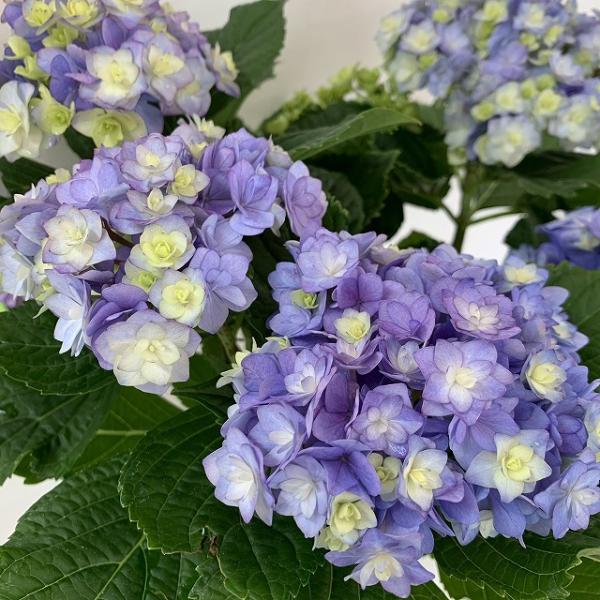 ●アジサイ●【花終わり】　ユーミートゥギャザー　ピンク　あじさい　紫陽花　5号鉢　鉢植えアジサイ