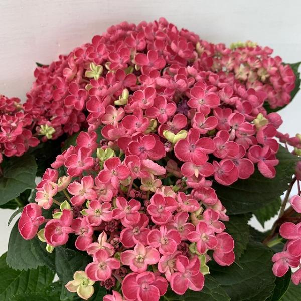 ●アジサイ●【花終わり】　華あられ　あじさい　紫陽花　5号鉢　鉢植えアジサイ