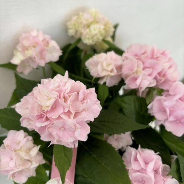 ●アジサイ●【花終わり】　伊予獅子てまり　あじさい　紫陽花　5号鉢　鉢植えアジサイ