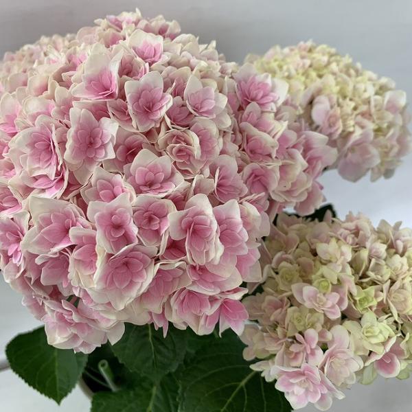 ●アジサイ●【花終わり】　竜宮　あじさい　紫陽花　5号鉢　鉢植えアジサイ