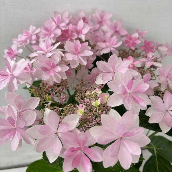 ●アジサイ●【花終わり】　ダンスパーティー　あじさい　紫陽花　5号鉢　鉢植えアジサイ