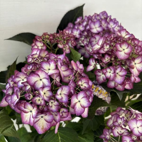 ●アジサイ●【花終わり】　花模様　あじさい　紫陽花　5号鉢　鉢植えアジサイ