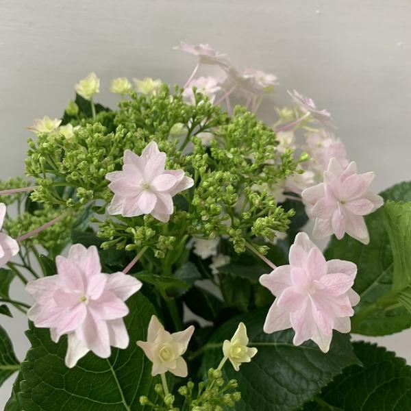 ●アジサイ●【花終わり】　隅田の花火　あじさい　紫陽花　5号鉢　鉢植えアジサイ