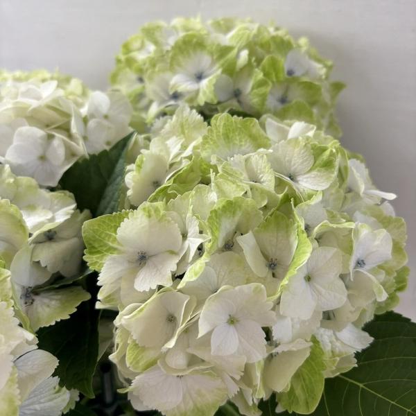 ●アジサイ●【花終わり】　マジカルノブレス　あじさい　紫陽花　5号鉢　鉢植えアジサイ