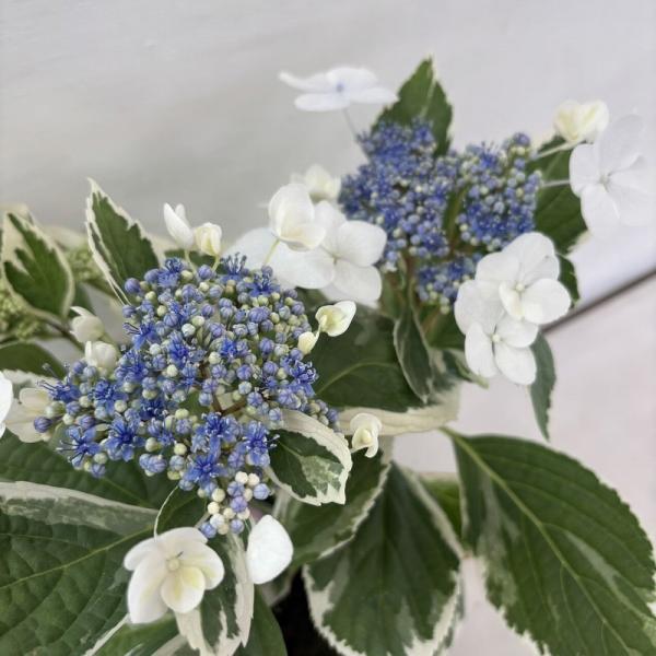 ●アジサイ●【花終わり】　恋路ヶ浜　あじさい　紫陽花　4号鉢　鉢植えアジサイ