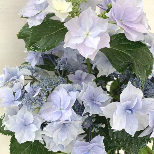 ●アジサイ●【花終わり】　麗　うらら　あじさい　紫陽花　5号鉢　鉢植えアジサイ