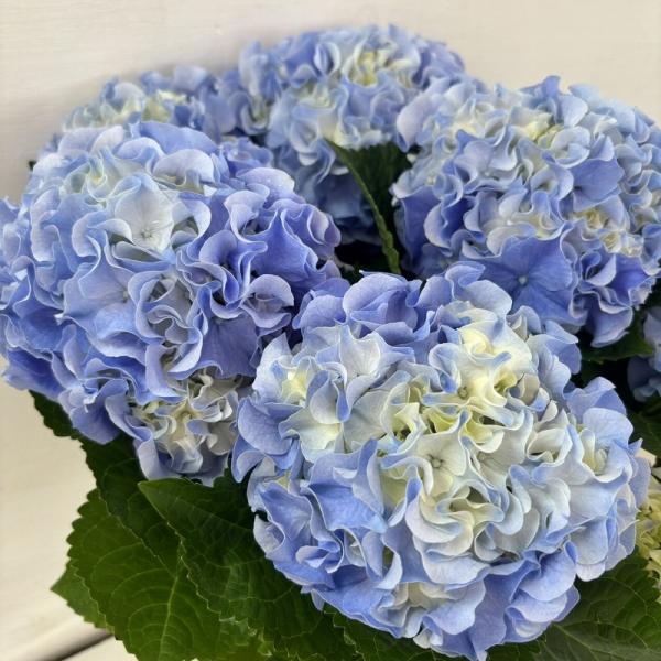 ●アジサイ●【花終わり】　ふるふる　あじさい　紫陽花　5号鉢　鉢植えアジサイ