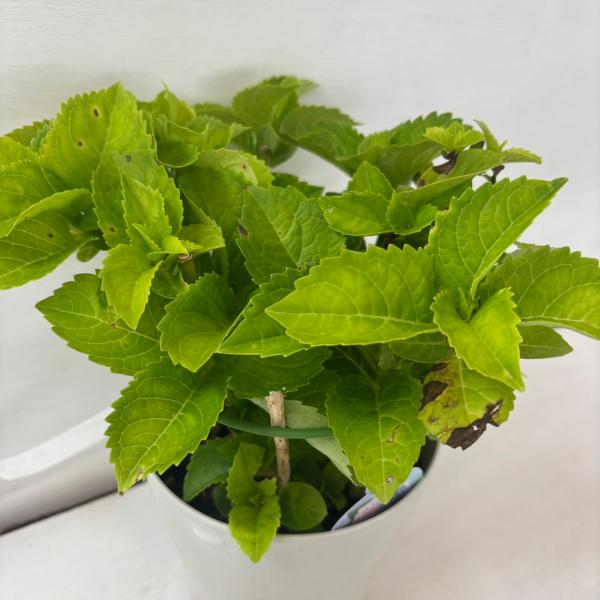 ●アジサイ●【花終わり】　ふるふる　あじさい　紫陽花　5号鉢　鉢植えアジサイ