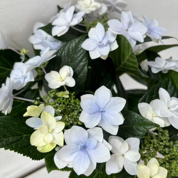 ●アジサイ●【花終わり】　水あそび　あじさい　紫陽花　5号鉢　鉢植えアジサイ