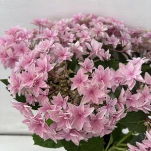 ●アジサイ●　ダブルダッチ　エダム　あじさい　紫陽花　5号鉢　鉢植えアジサイ