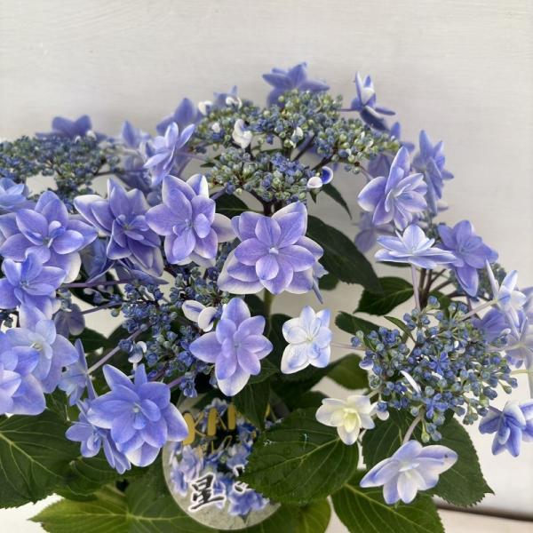 ●アジサイ●【花終わり】　星占い　あじさい　紫陽花　4号鉢　鉢植えアジサイ
