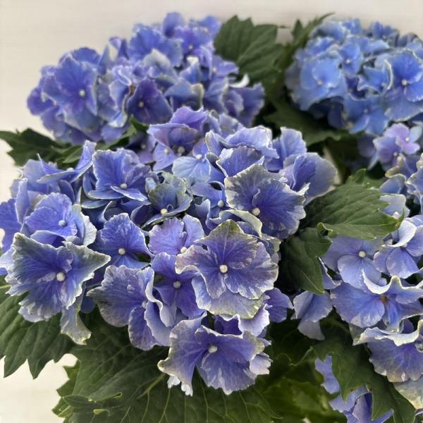 ●アジサイ●【花終わり】　スターリット ジュエル　あじさい　紫陽花　5号鉢　鉢植えアジサイ