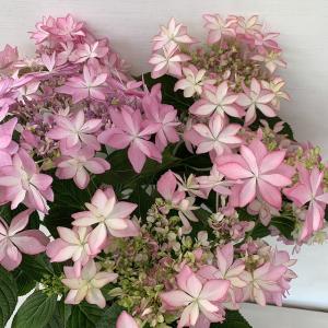 大栄花園 アジサイ 花 ガーデニング の商品一覧 通販 Yahoo ショッピング