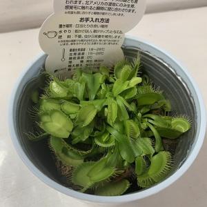 食虫植物 ハエトリグサ 花 ガーデニング の商品一覧 通販 Yahoo ショッピング