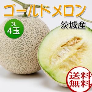 白井さんのメロン　ゴールドメロン　4玉（青肉）【4玉（1玉　3L）】6月10日頃〜6月末頃にお届け【茨城県産】：送料無料｜gochiso-gift-ichiba