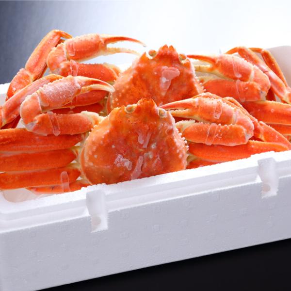 冷凍ずわいがに姿≪ボイル≫600ｇ×2杯【冷凍】